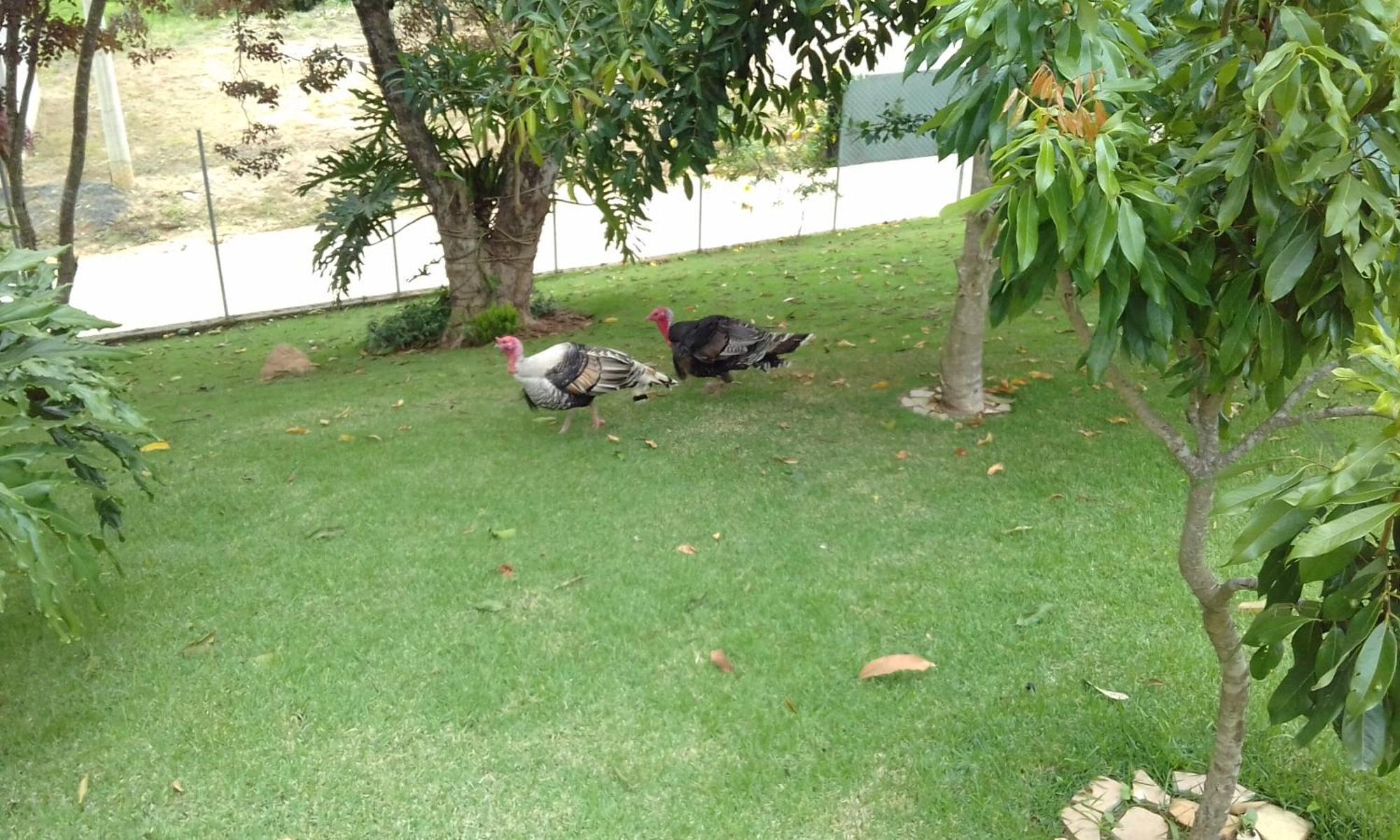 Hotel Pousada Gurupia Serra Negra  Luaran gambar